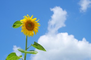 96dd67abf326b649b62ac270553ceb62_m